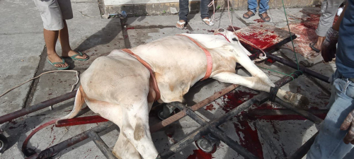 Qurban 1446H           